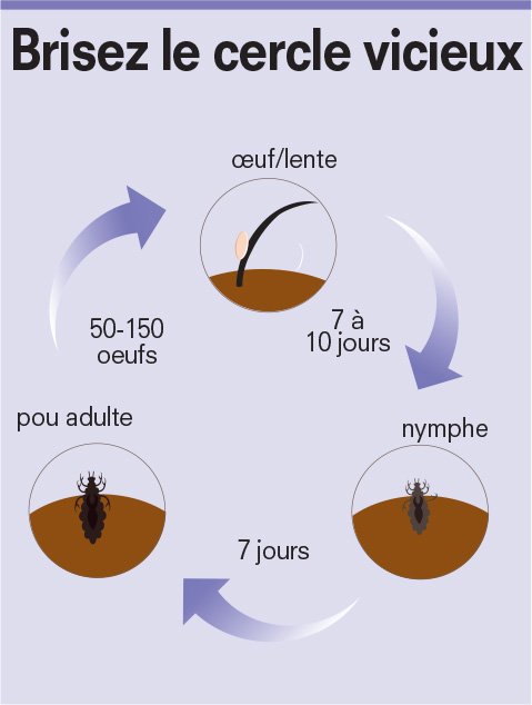 Comment se débarrasser des poux naturellement ?